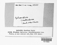 Scutellinia trechispora image